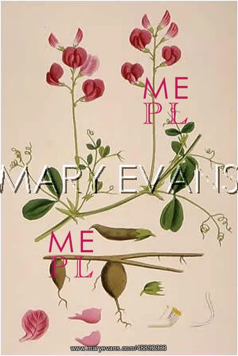 : LATHYRUS TUBEROSUS : LATHYRUS TUBEROSUS