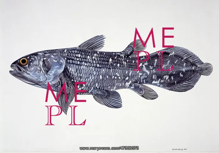 : Latimeria chalumnae, coelacanth : Latimeria chalumnae, coelacanth