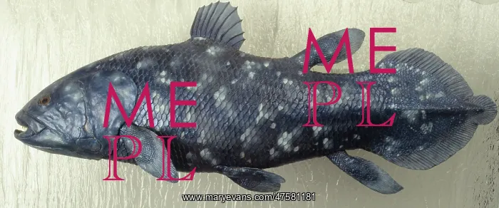 : Latimeria chalumnae, coelacanth : Latimeria chalumnae, coelacanth