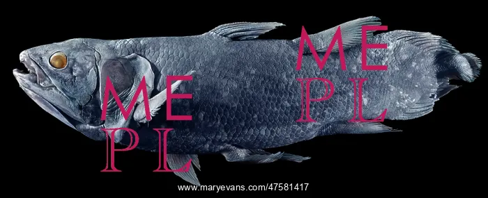 : Latimeria chalumnae, coelacanth : Latimeria chalumnae, coelacanth