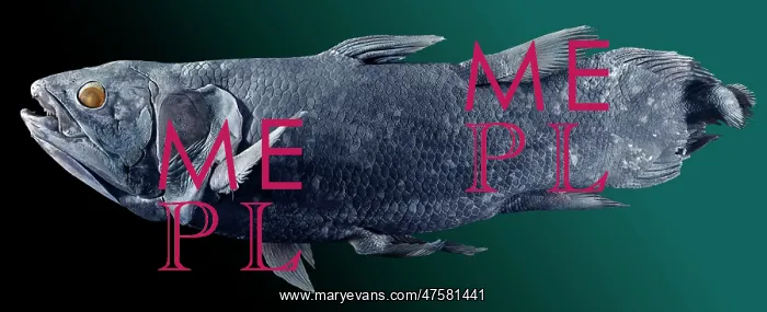 : Latimeria chalumnae, coelacanth : Latimeria chalumnae, coelacanth