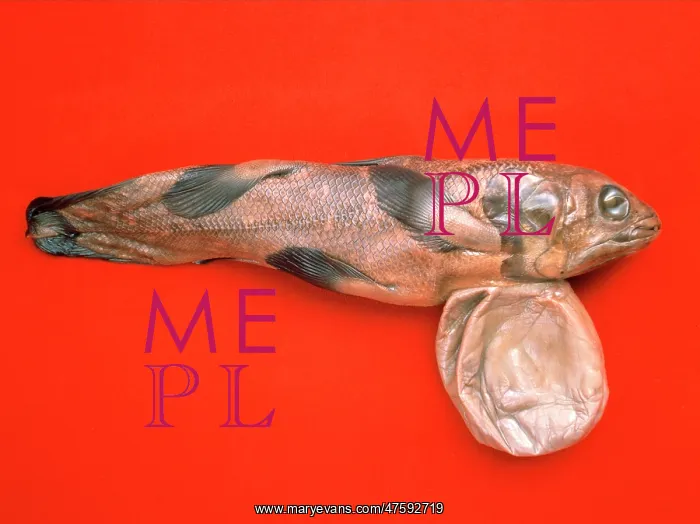 : Latimeria chalumnae, coelacanth : Latimeria chalumnae, coelacanth