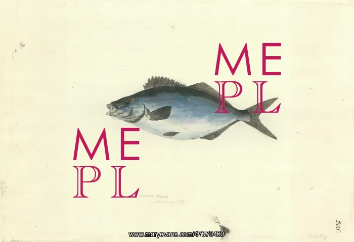 : Latridopsis ciliaris, blue moki : Latridopsis ciliaris, blue moki