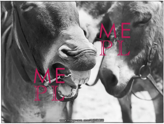 : LAUGHING DONKEY : LAUGHING DONKEY