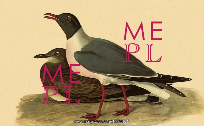  : Laughing Gull, Larus atricilla