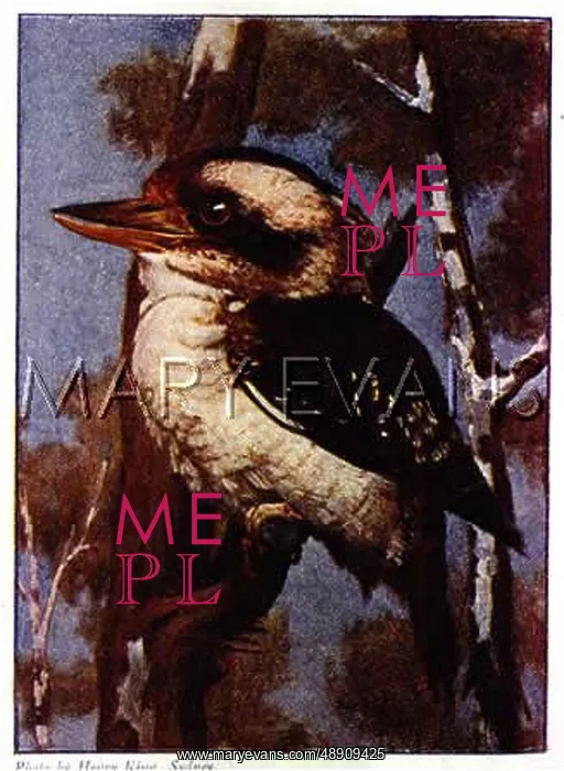 : Laughing Kookaburra : Laughing Kookaburra