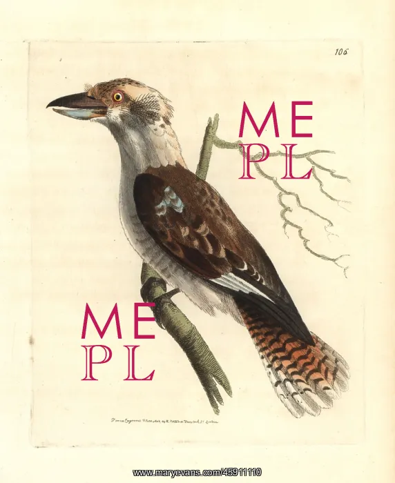 : Laughing kookaburra, Dacelo novaeguineae : Laughing kookaburra, Dacelo novaeguineae