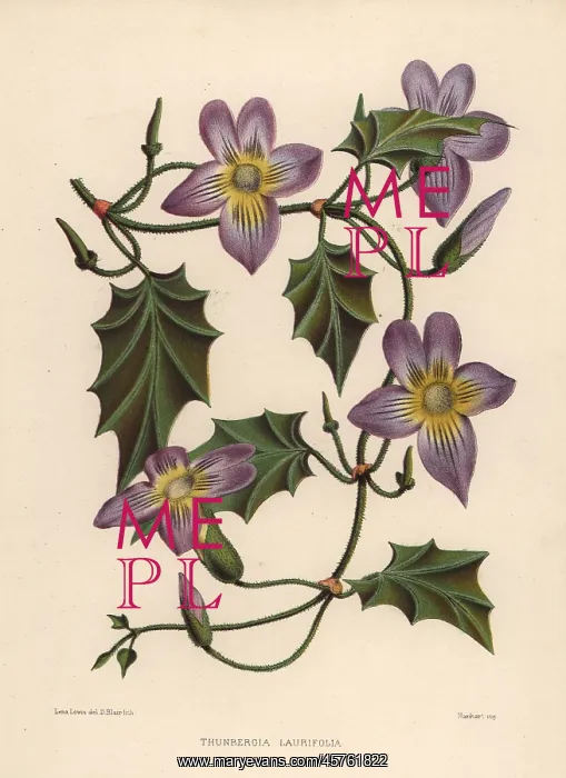 : Laurel clockvine or blue trumpet vine, Thunbergia laurifolia : Laurel clockvine or blue trumpet vine, Thunbergia laurifolia