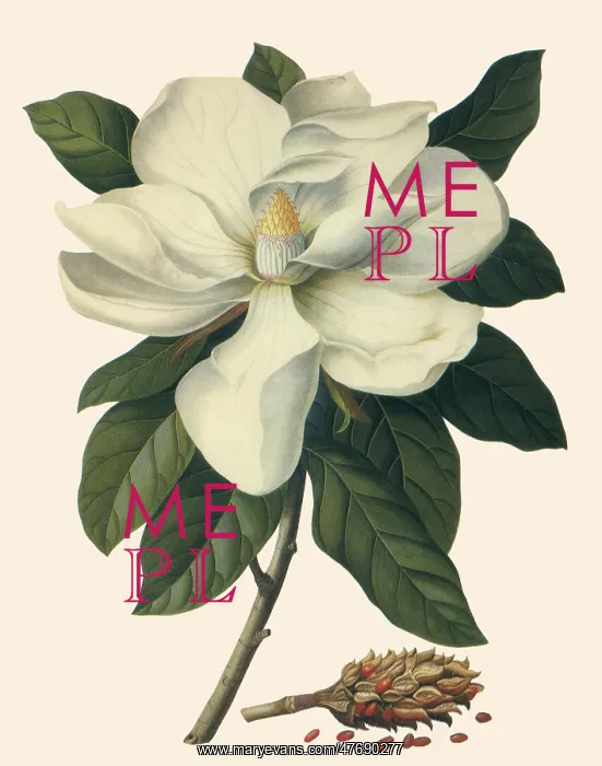  : Lauret-Leaved Tulip Tree