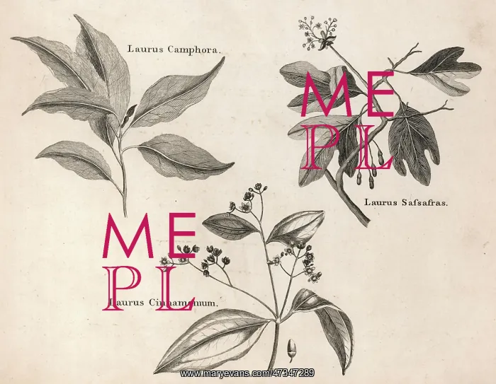 : LAURUS SPECIES : LAURUS SPECIES