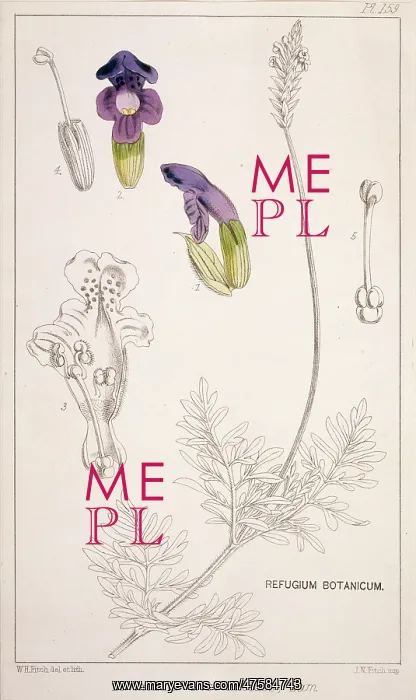: Lavandula abrotanoides, lavender : Lavandula abrotanoides, lavender