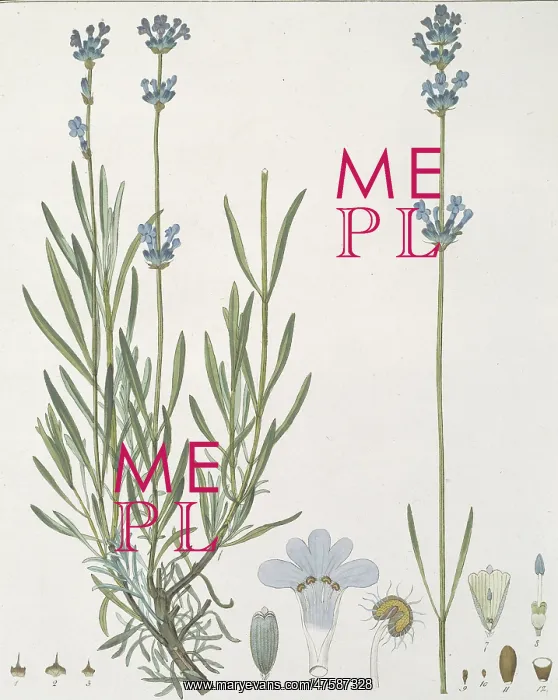 : Lavandula angustifolia, common lavender : Lavandula angustifolia, common lavender