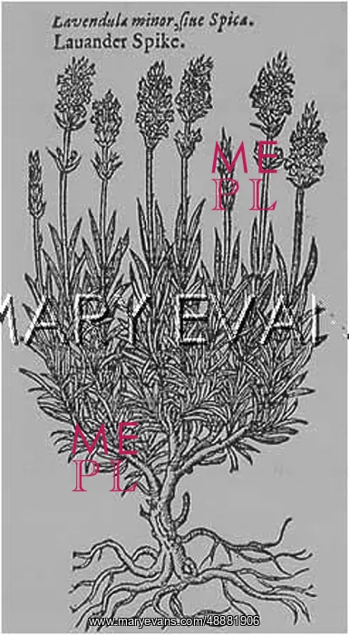 : LAVANDULA / LAVENDER SPIKE : LAVANDULA / LAVENDER SPIKE