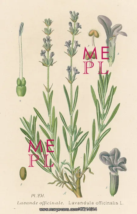 : LAVANDULA OFFICINALIS : LAVANDULA OFFICINALIS