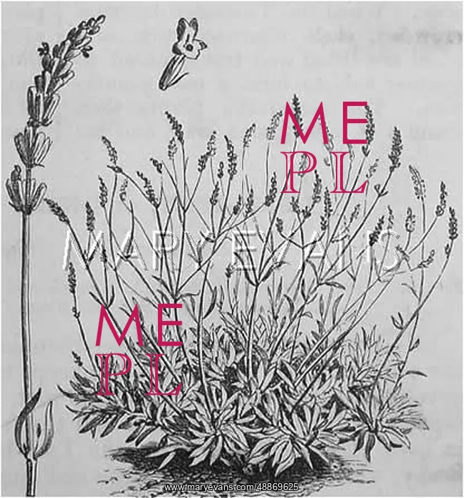  : Lavandula Officinalis(Common Lavender)