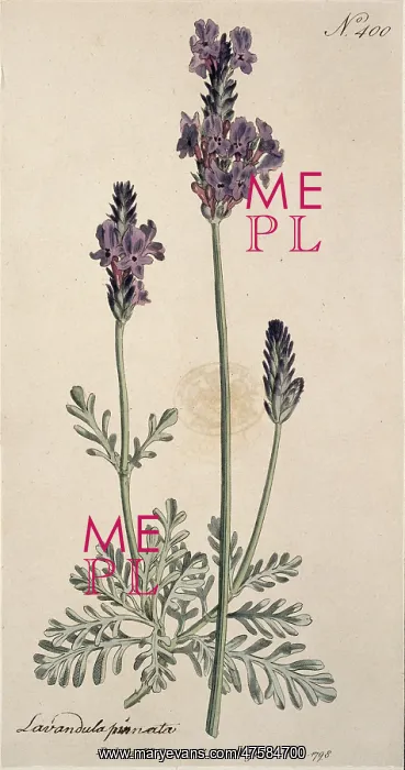 : Lavandula pinnata, lavender : Lavandula pinnata, lavender