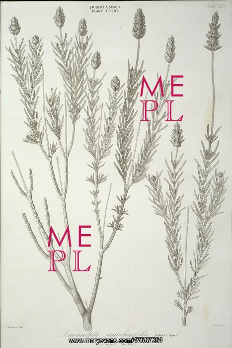 : Lavandula santolinaefolia, lavender : Lavandula santolinaefolia, lavender