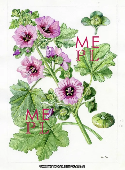 : Lavatera arborea - tree mallow : Lavatera arborea - tree mallow