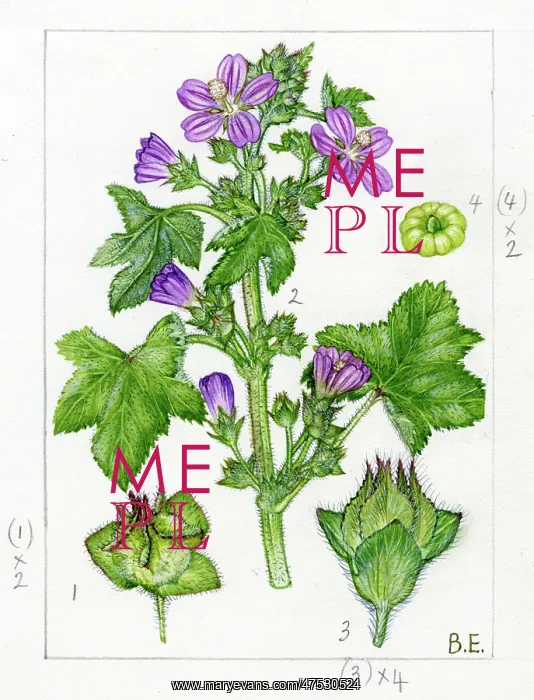 : Lavatera cretica - Cornish mallow : Lavatera cretica - Cornish mallow