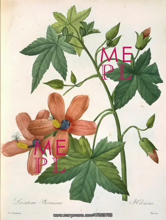 : Lavatera phoenicea : Lavatera phoenicea