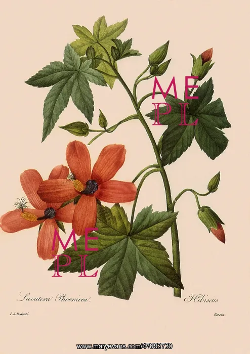 : Lavatera phoenicea