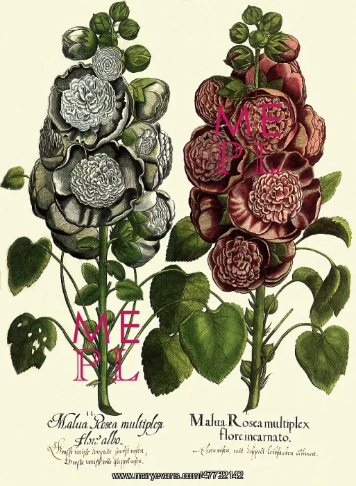 : Lavatera trimestris : Lavatera trimestris