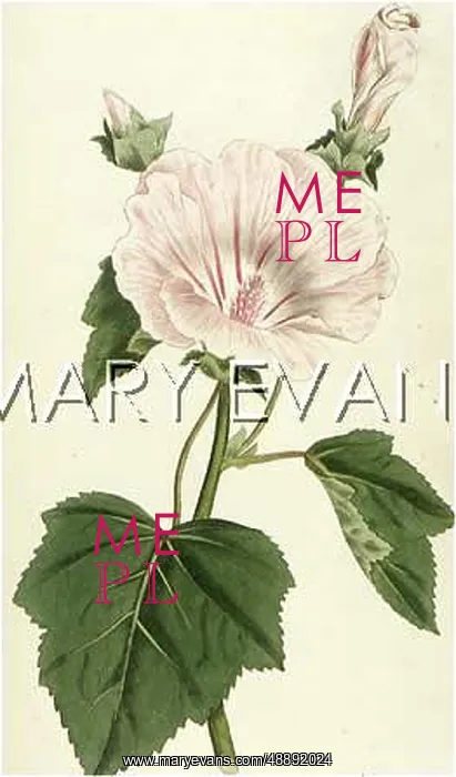  : LAVATERA TRIMESTRIS