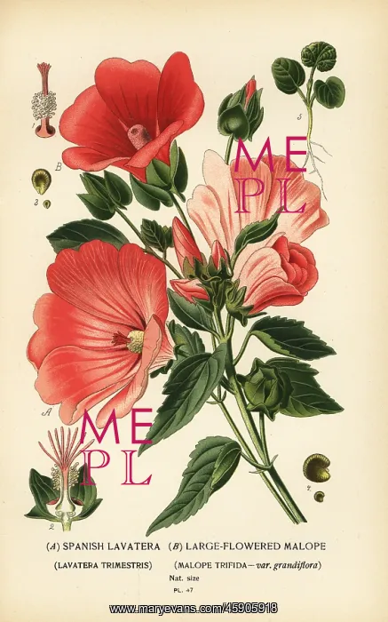 : Lavatera trimestris and Malope trifida : Lavatera trimestris and Malope trifida
