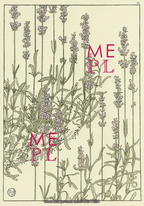 : Lavender. Decorative flower study by Jeannie Foord : Lavender. Decorative flower study by Jeannie Foord