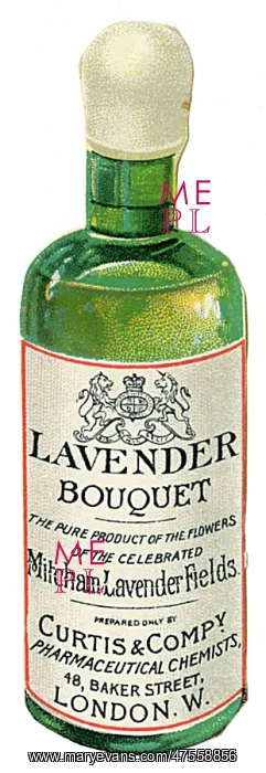 : Lavender Bouquet : Lavender Bouquet