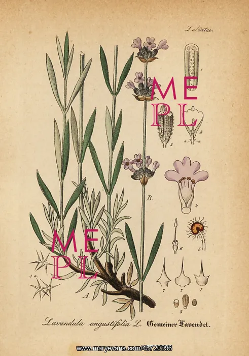 : Lavender, Lavandula angustifolia : Lavender, Lavandula angustifolia