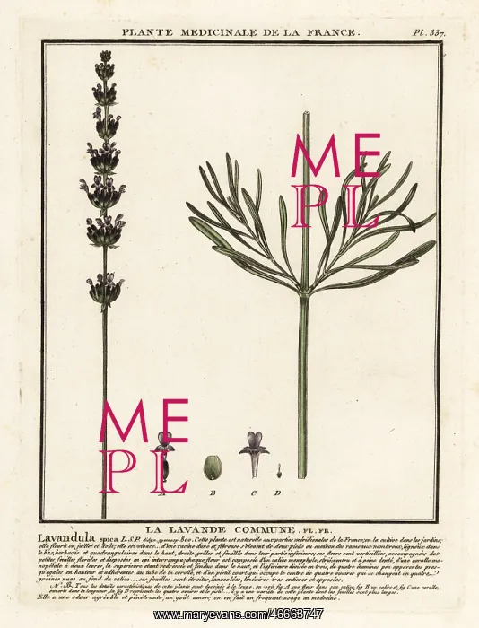 : Lavender, Lavandula angustifolia : Lavender, Lavandula angustifolia