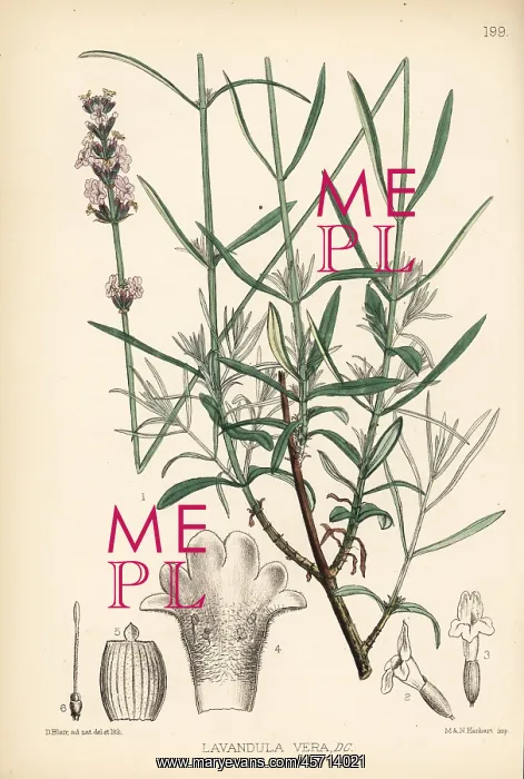 : Lavender, Lavandula angustifolia subsp. pyrenaica : Lavender, Lavandula angustifolia subsp. pyrenaica