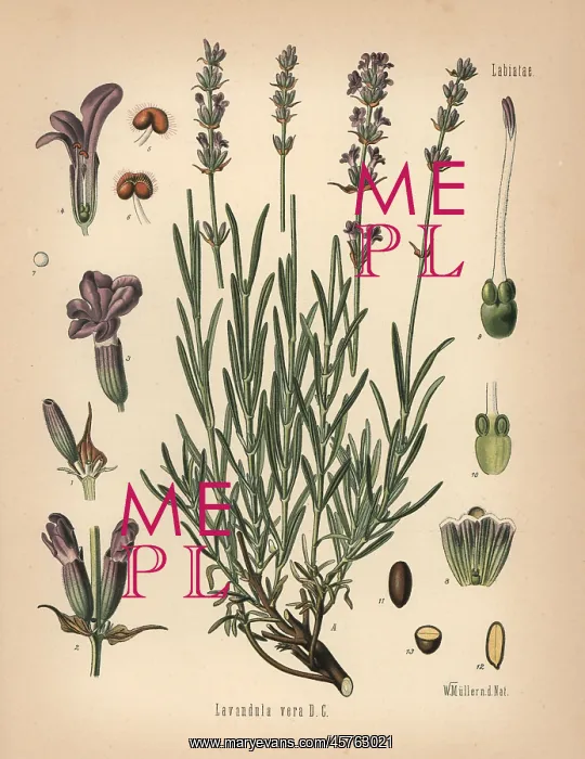 : Lavender, Lavandula angustifolia subsp. pyrenaica : Lavender, Lavandula angustifolia subsp. pyrenaica