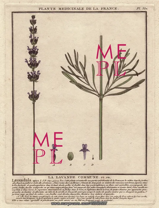 : Lavender, Lavandula spica : Lavender, Lavandula spica