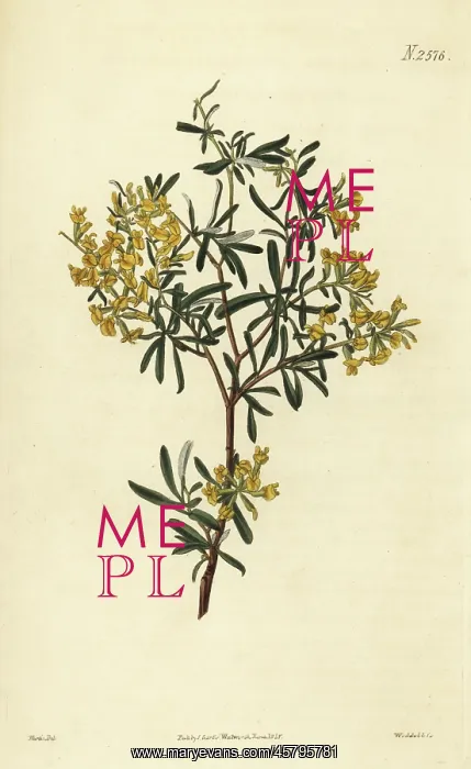 : Lavender-leaved anthyllis, Anthyllis hermanniae : Lavender-leaved anthyllis, Anthyllis hermanniae