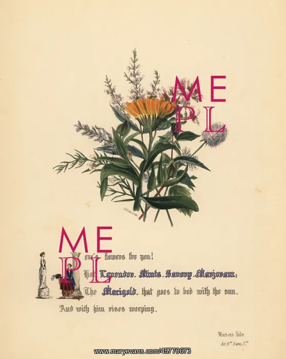 : Lavender, Mints, Savory, Marjoram and Marigold : Lavender, Mints, Savory, Marjoram and Marigold