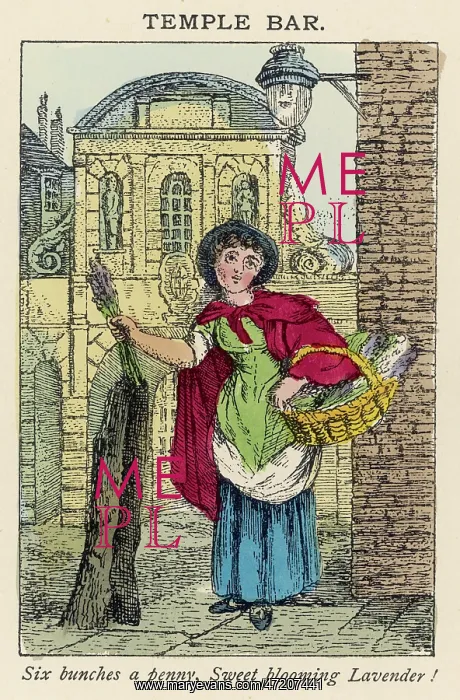  : LAVENDER SELLER / ST CRIES