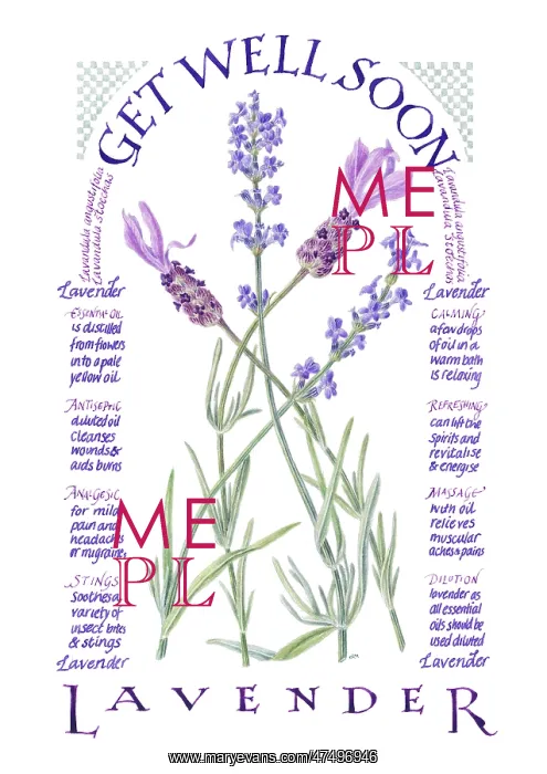 : Lavender ? Get Well Soon : Lavender ? Get Well Soon
