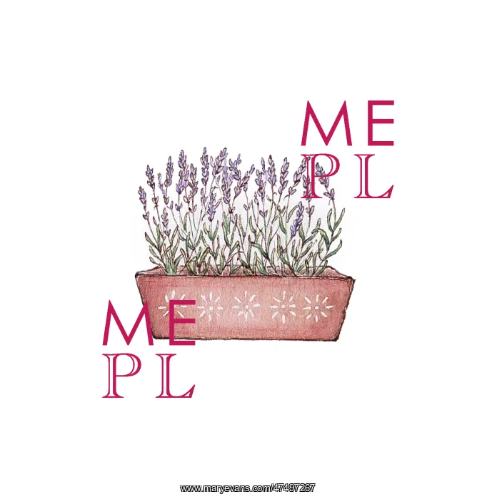  : Lavender in a terracotta trough