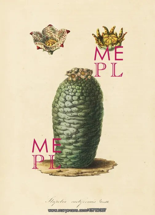 : Lavrania cactiformis : Lavrania cactiformis