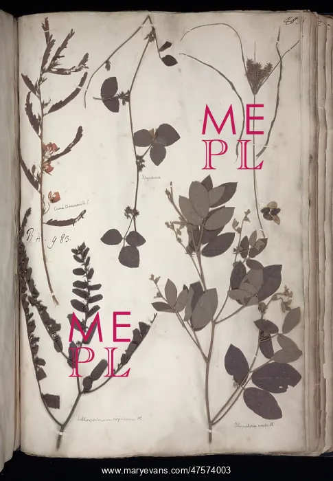 : Lawson plant specimens : Lawson plant specimens