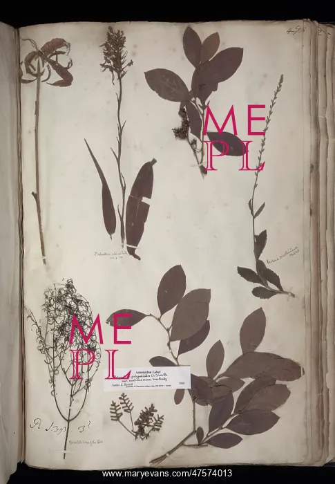 : Lawson plant specimens : Lawson plant specimens