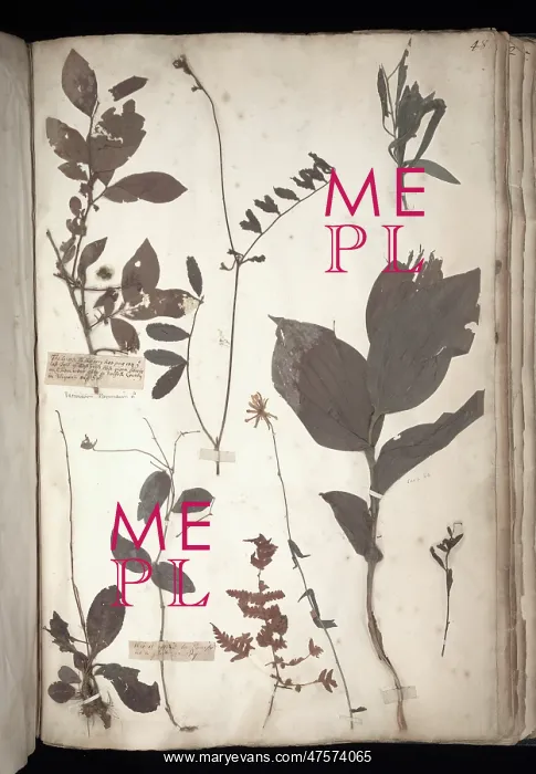 : Lawson plant specimens : Lawson plant specimens