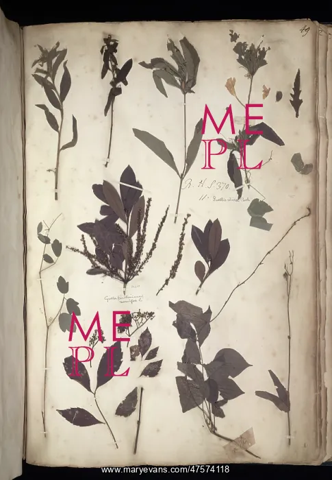 : Lawson plant specimens : Lawson plant specimens