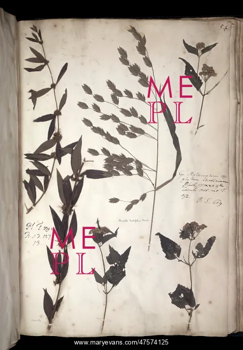 : Lawson plant specimens : Lawson plant specimens