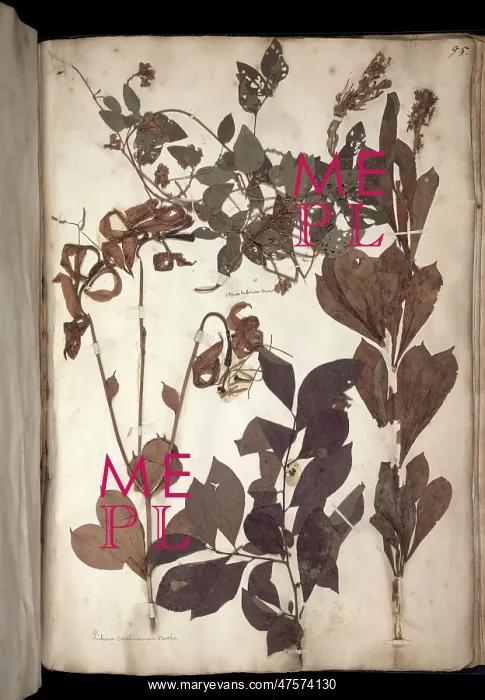 : Lawson plant specimens : Lawson plant specimens