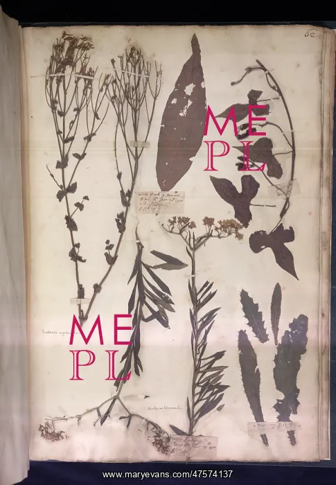 : Lawson plant specimens : Lawson plant specimens