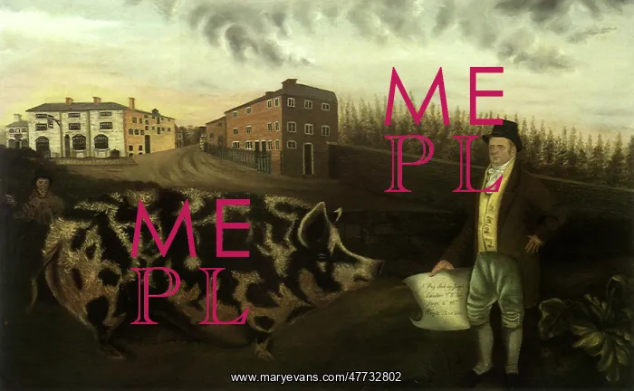  : Lawson's Prize Pig