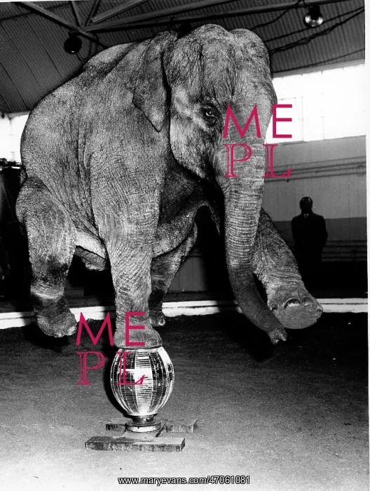 : Laxmi The Elephant : Laxmi The Elephant